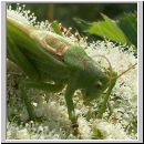 Tettigonia viridissima - Gruenes Heupferd 06.jpg